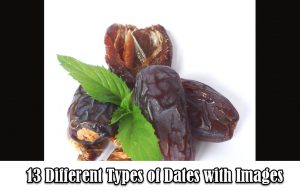 Types of Dates
