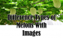 15 Difference Types of Melons With Images