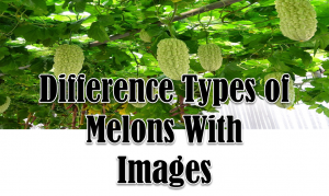 Types of Melons