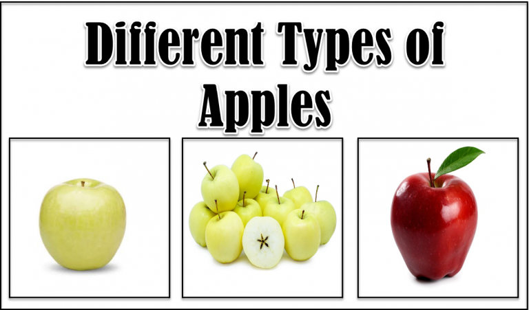 13 Different Types of Apples with Images