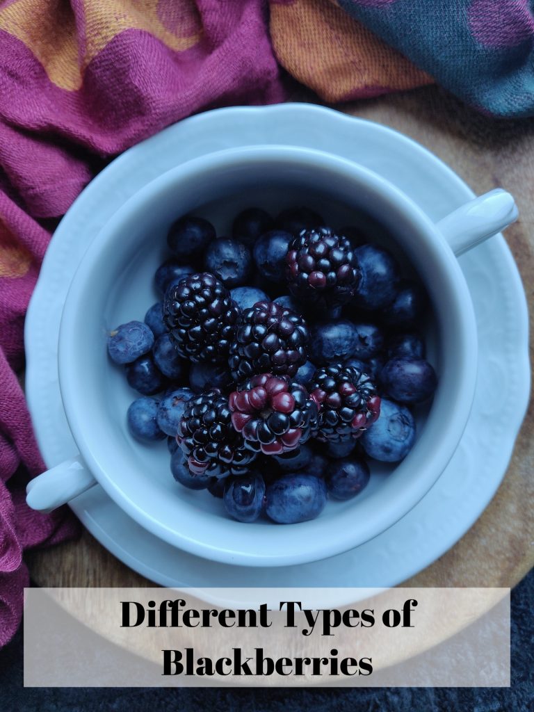 10 Different Types of Blackberries with Images