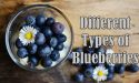 15 Different Types of Blueberries with Images