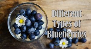Types of Blueberries