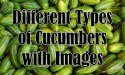 10 Different Types of Cucumbers with Images