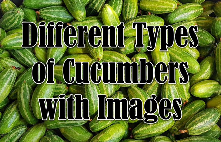 10 Different Types of Cucumbers with Images