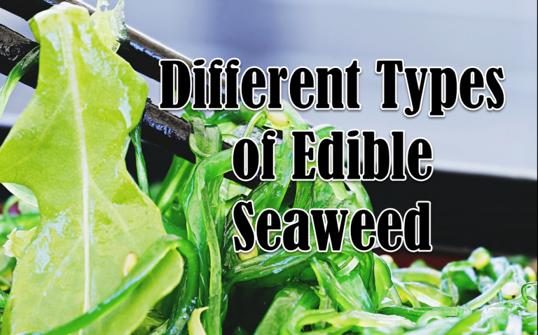 10 Different Types of Edible Seaweed with Images
