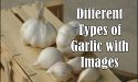 12 Different Types of Garlic with Images