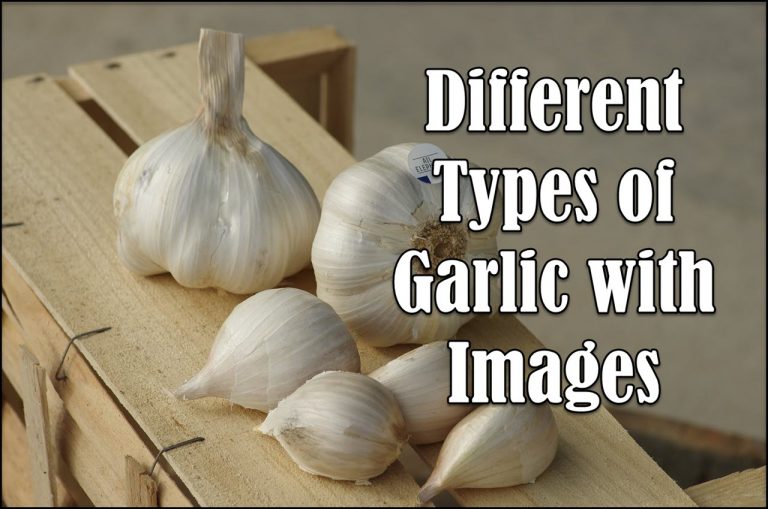 12 Different Types of Garlic with Images