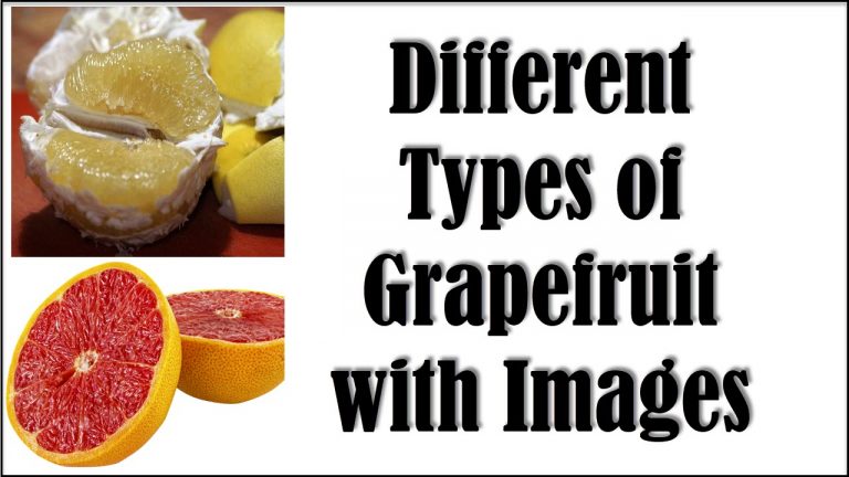 5 Different Types of Grapefruit with Images