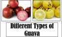8 Different Types of Guava with Images
