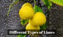 8 Different Types of Limes with Images