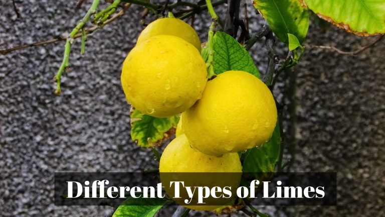 8 Different Types of Limes with Images