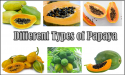 11 Different Types of Papaya With Images