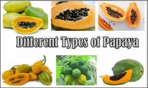 Types of Papaya