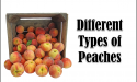 8 Different Types of Peaches with Images