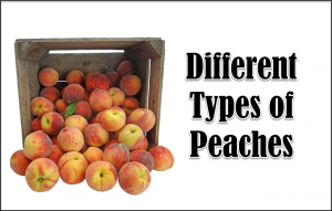 types of peaches