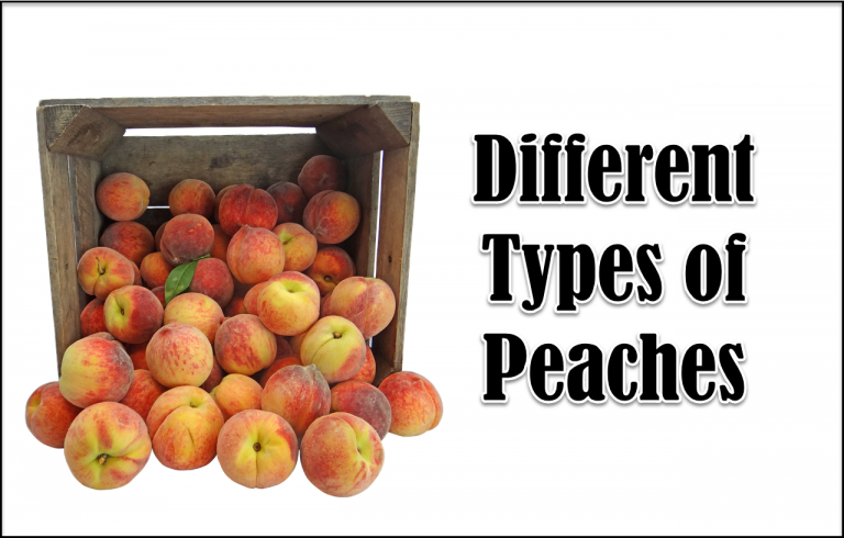 8 Different Types of Peaches with Images