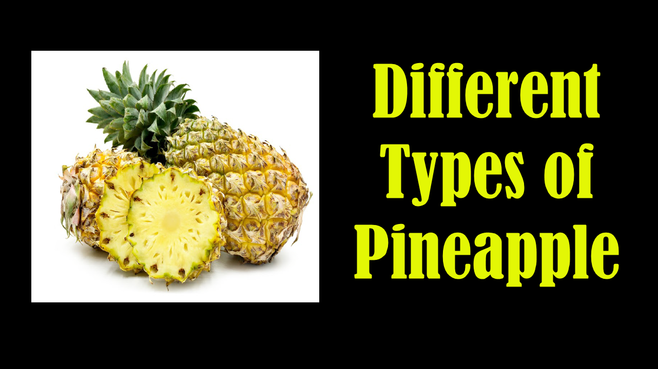 10 Different Types of Pineapple with Images