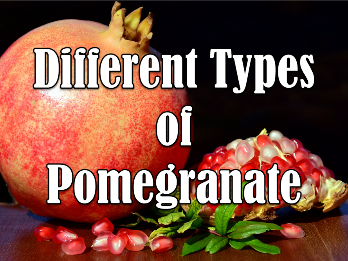 10 Different Types Of Pomegranate With Images Asian Recipe