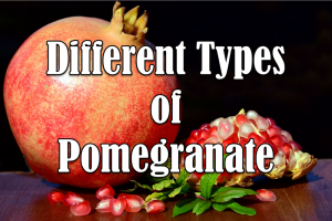 Types of Pomegranate