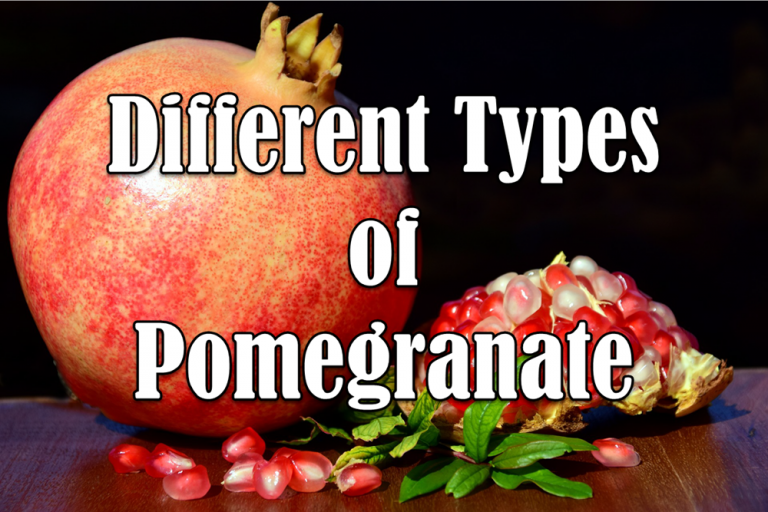 10 Different Types of Pomegranate with Images