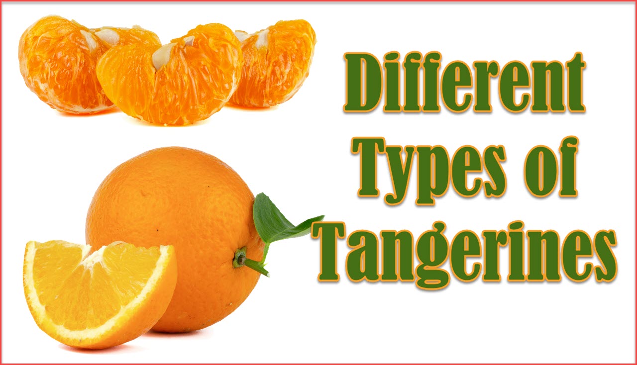 8 Different Types of Tangerines with Images