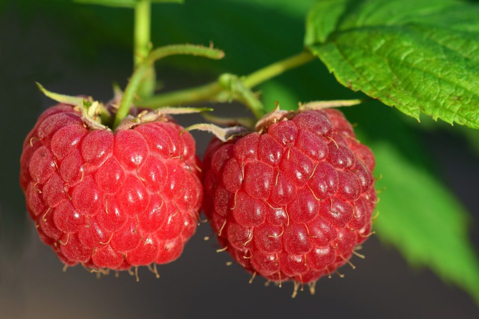 types of berries