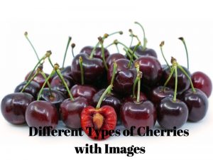 Types of Cherries