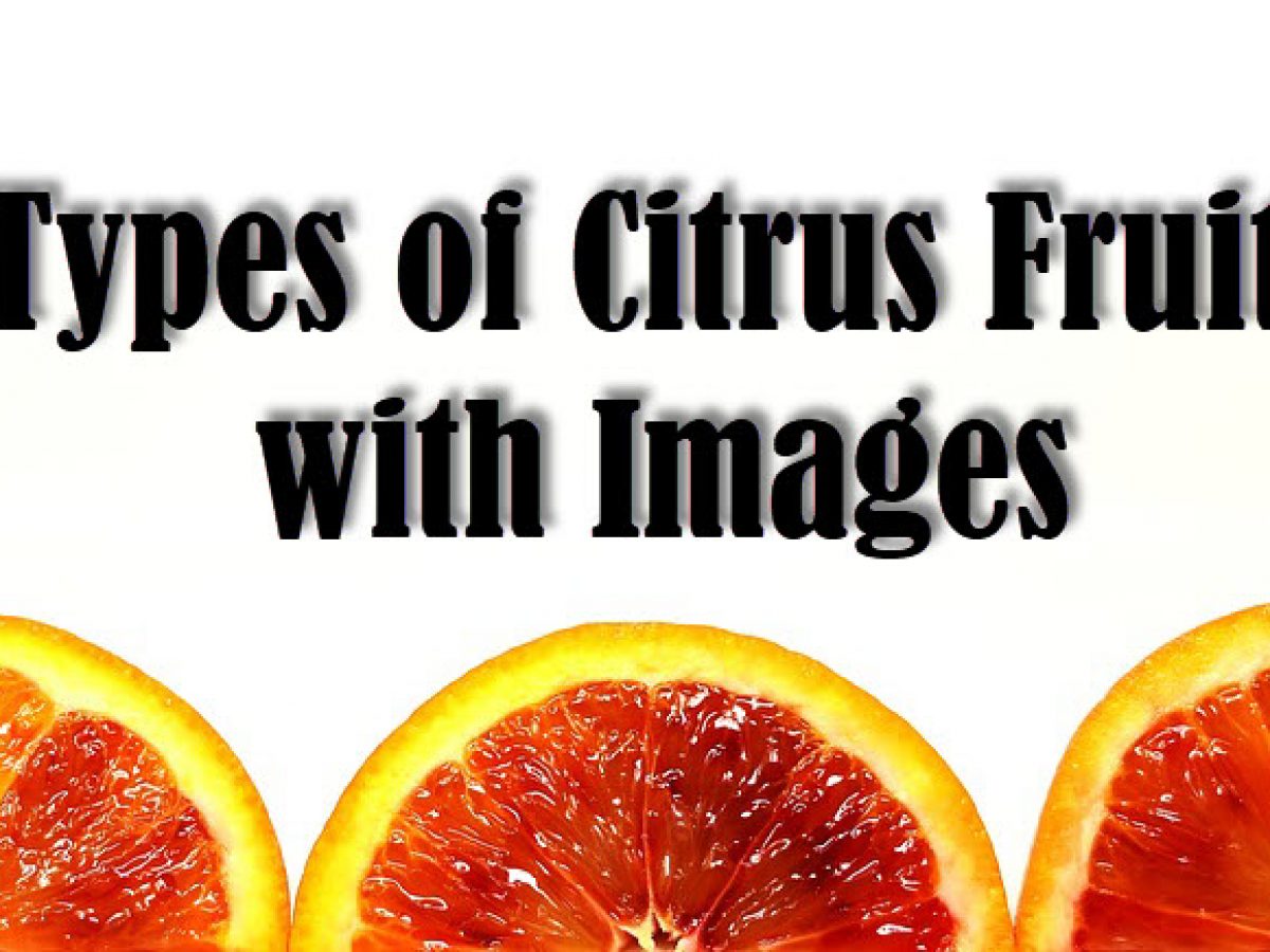 12 Types Of Citrus Fruits With Images Asian Recipe