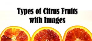 Types of Citrus Fruits
