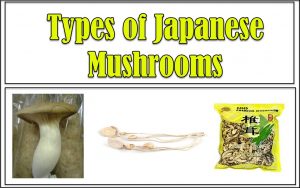 Japanese Mushrooms