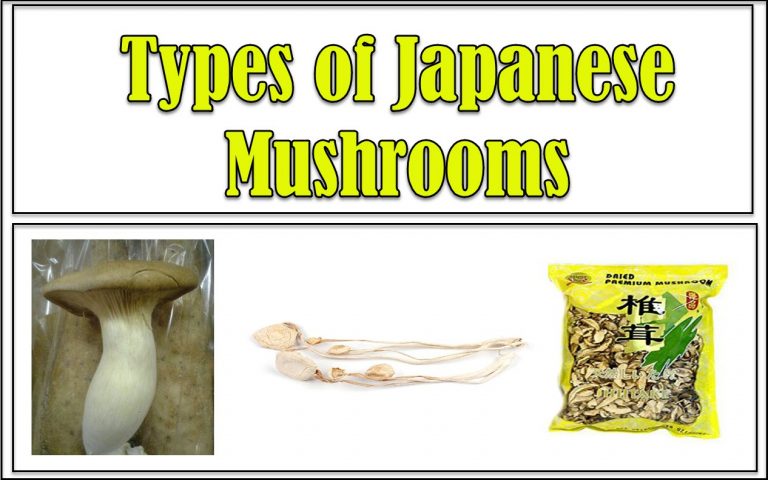 Types of Japanese Mushrooms