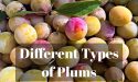 15 Different Types of Plums with Images