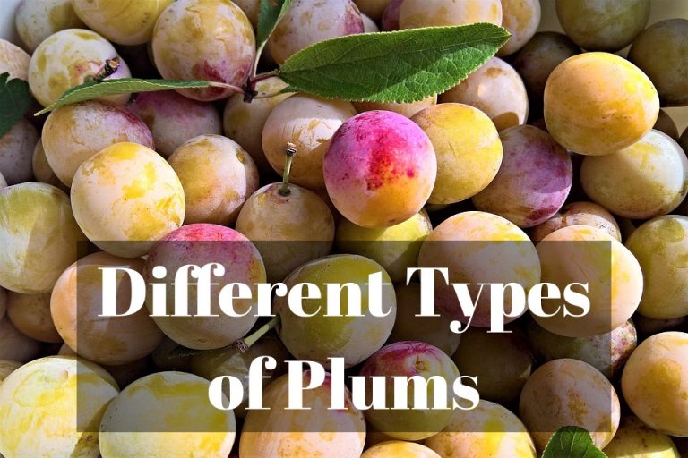 15 Different Types of Plums with Images