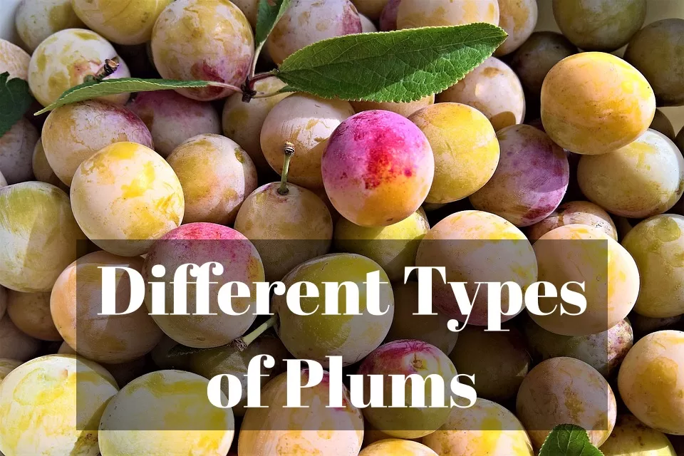 Types of Plums