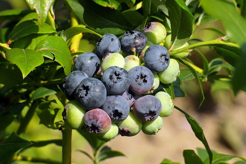 Types of Berries