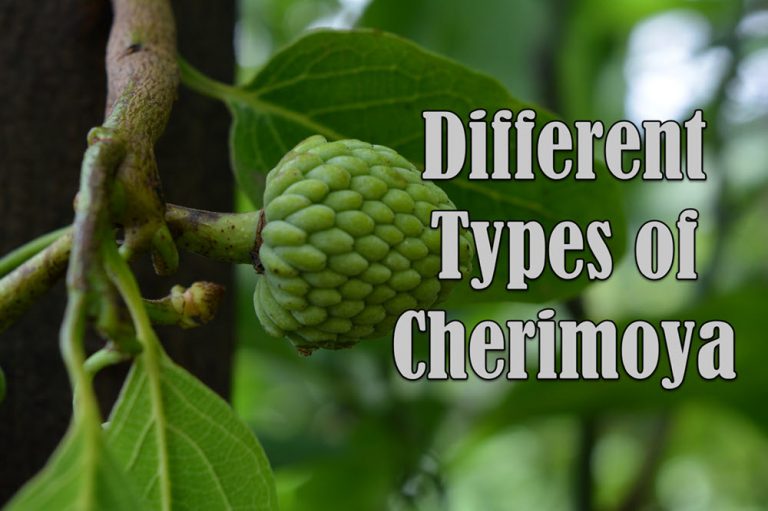 7 Different Types of Cherimoya with Images