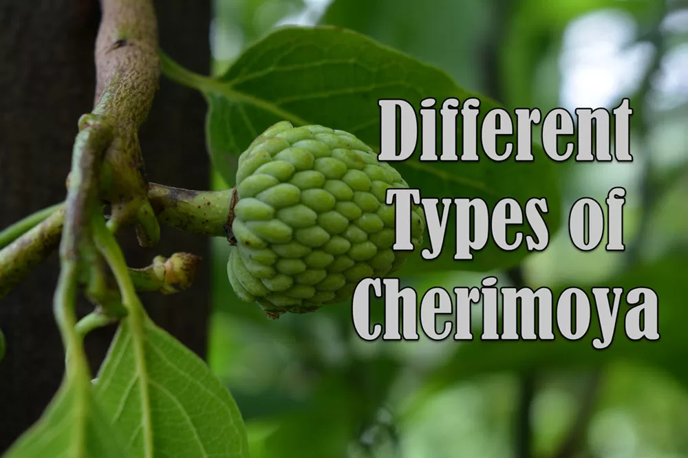 Types of Cherimoya