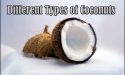 7 Different Types of Coconuts with Images