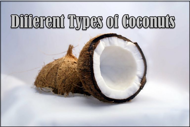 7 Different Types of Coconuts with Images