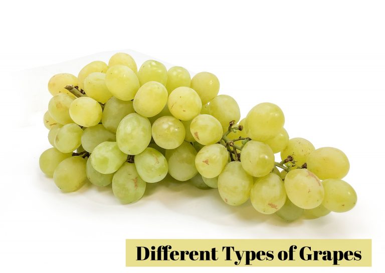 13 Different Types of Grapes with Images