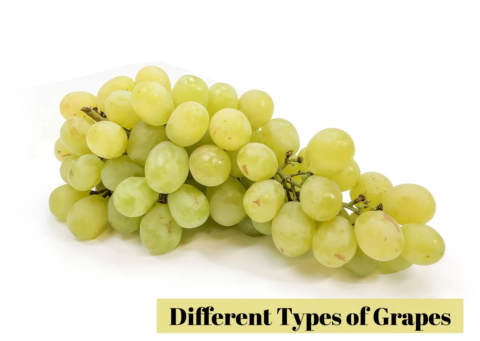 Types of Grapes