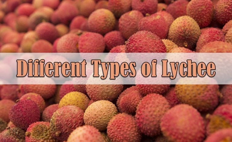 9 Different Types of Lychee with Images