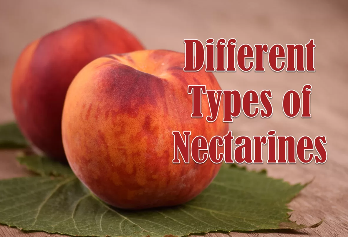 types of nectarines