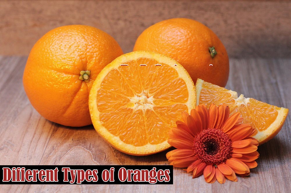 10 Different Types Of Oranges With Images Asian Recipe