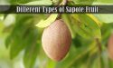 9 Different Types of Sapote Fruit with Images
