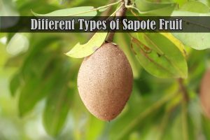 types of sapote fruit