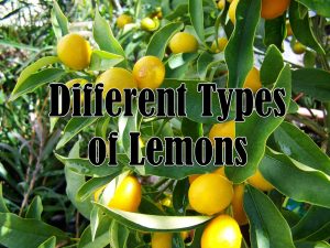 Types of Lemons