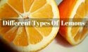 9 Different Types of Lemons with Images