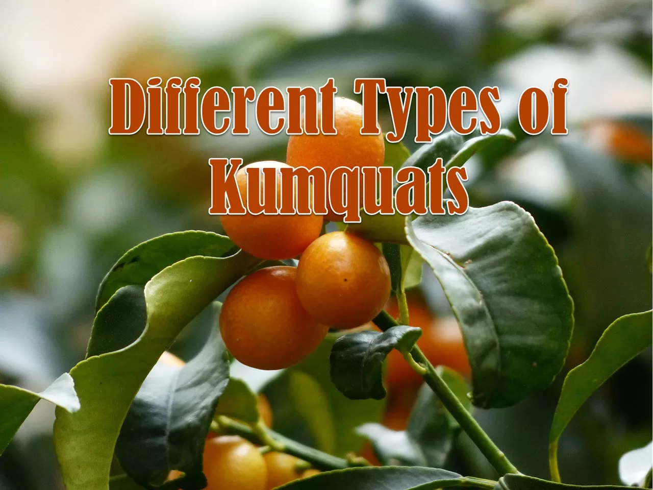 types of kumquats